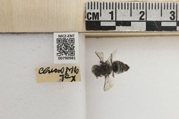 Media type: image;   Entomology 790981 Aspect: Labels